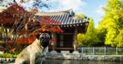 dog idioms in China
