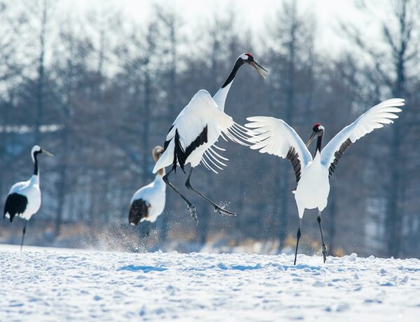 chinese crane birds idioms