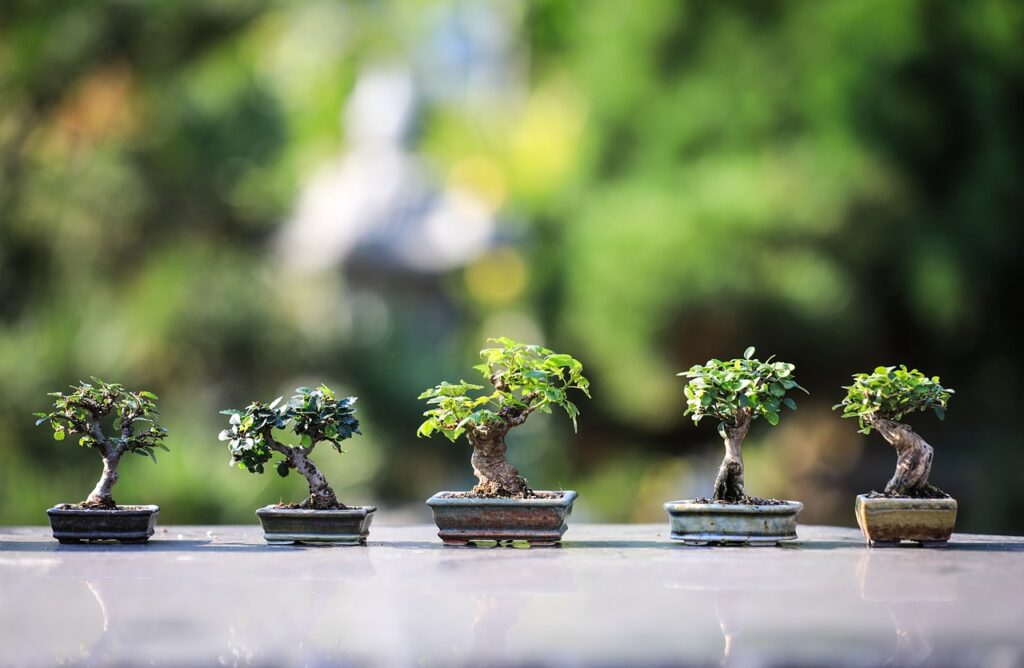 origin of bonsai trees